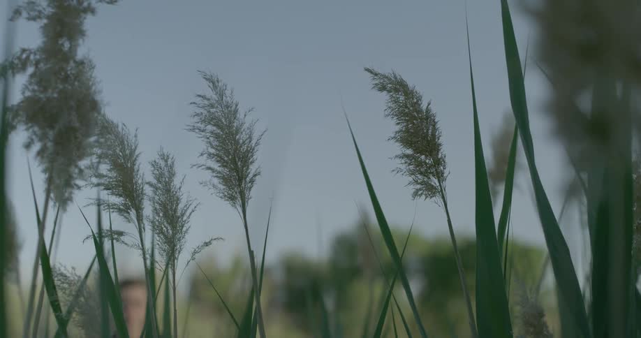 A man runs through fluffy plants