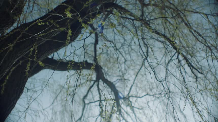 Wind blows through tree branches on a sunny day