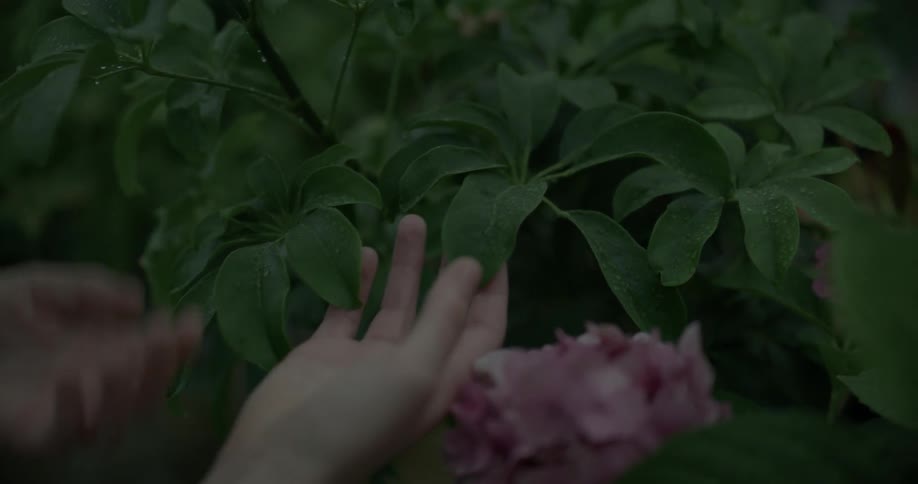 A person is examining some leaves on a bush