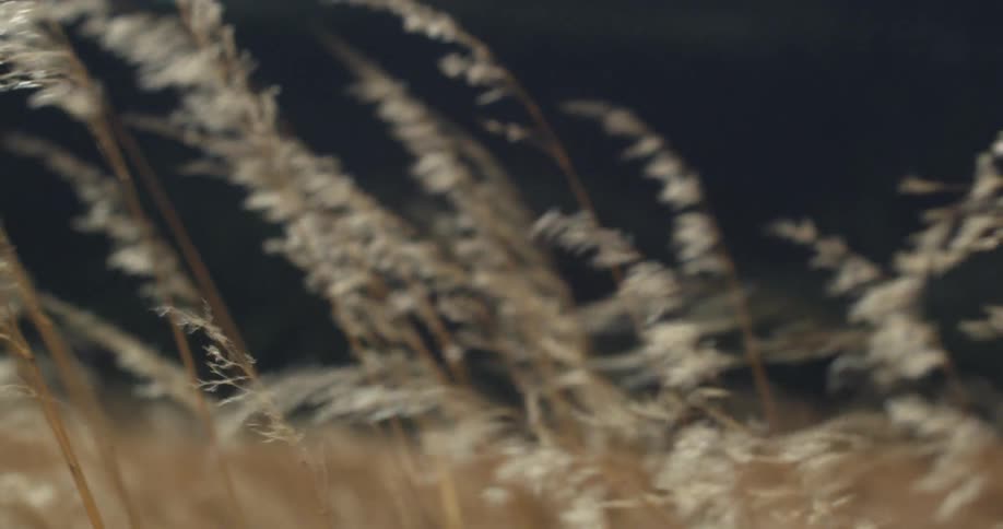 The wind blows tall grass