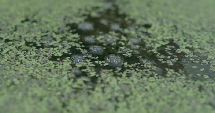 Green tiny leaves float on the surface of the water