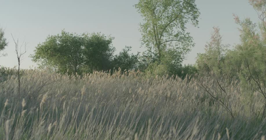 A man is running through reeds in a swamp on a sunny day