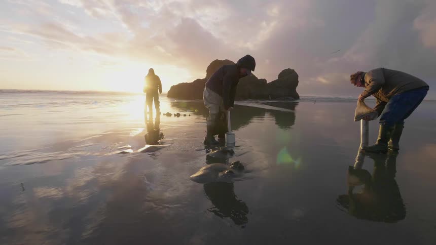 Men are digging for clams on a beach at sunset