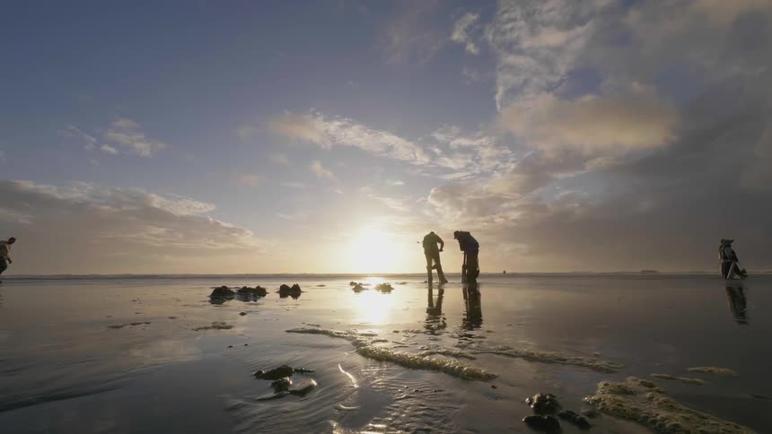 Men are digging for clams on a beach at sunset