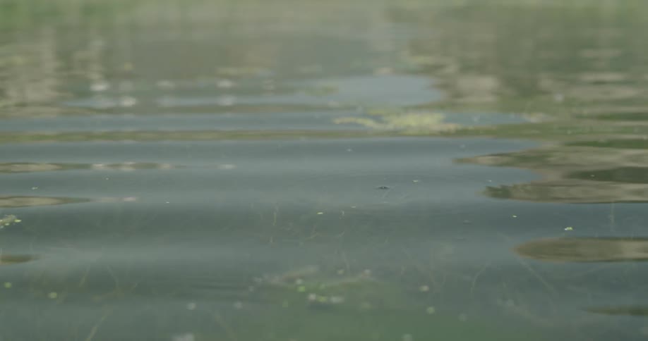 The swamp water is reflecting the sun from above