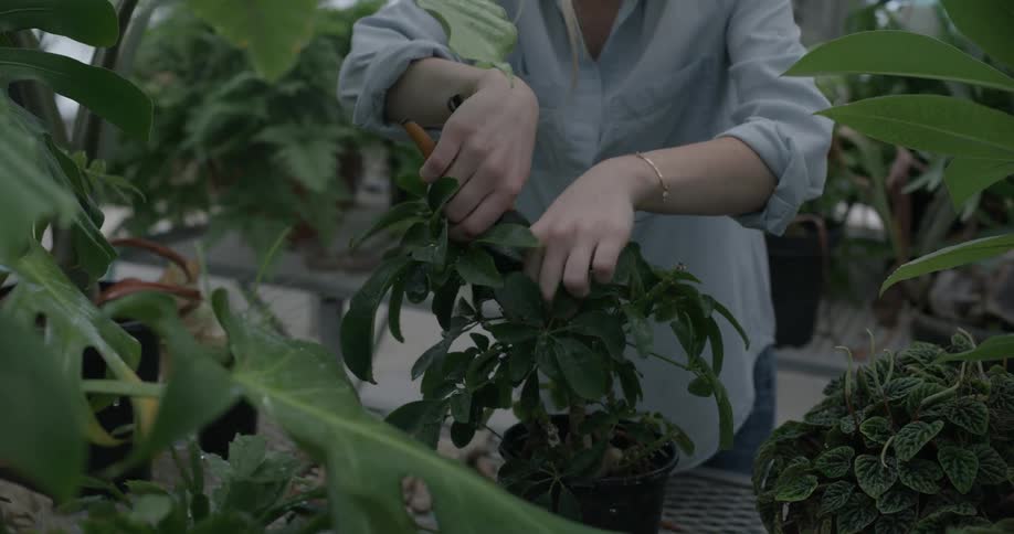 A woman is pruning a plant in a greenhouse during the day