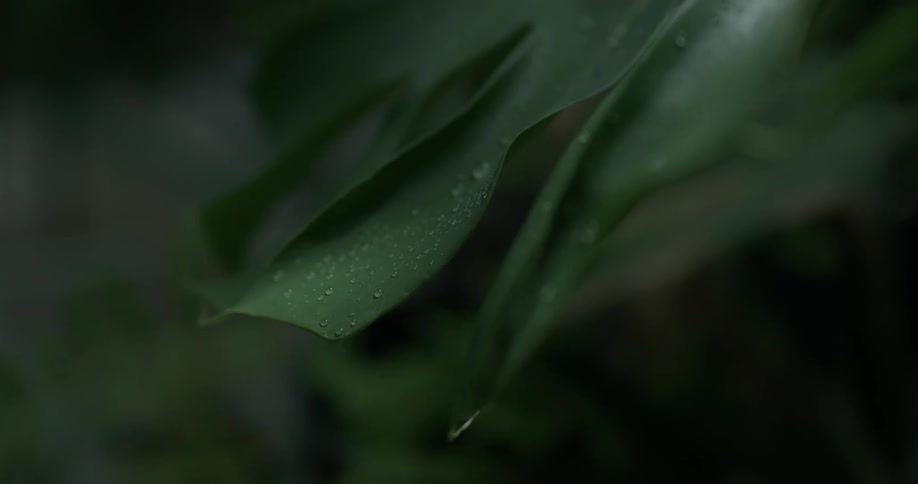Dew covered leaves are filmed up close