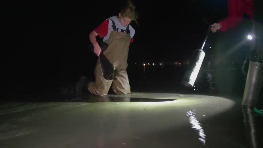 People dig in the sand searching at night time