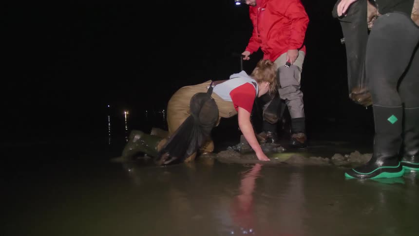 Three people are digging in the wet sand at night
