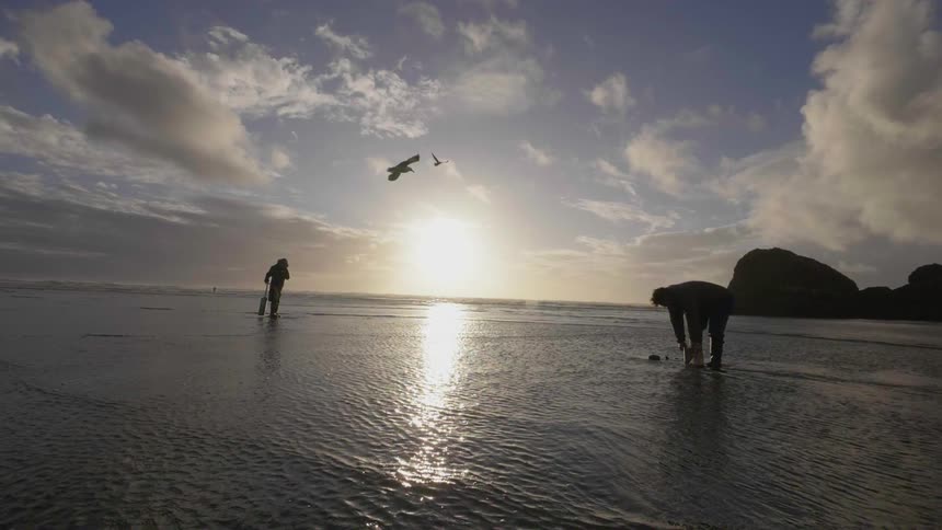 Birds fly over people on beach at sunset