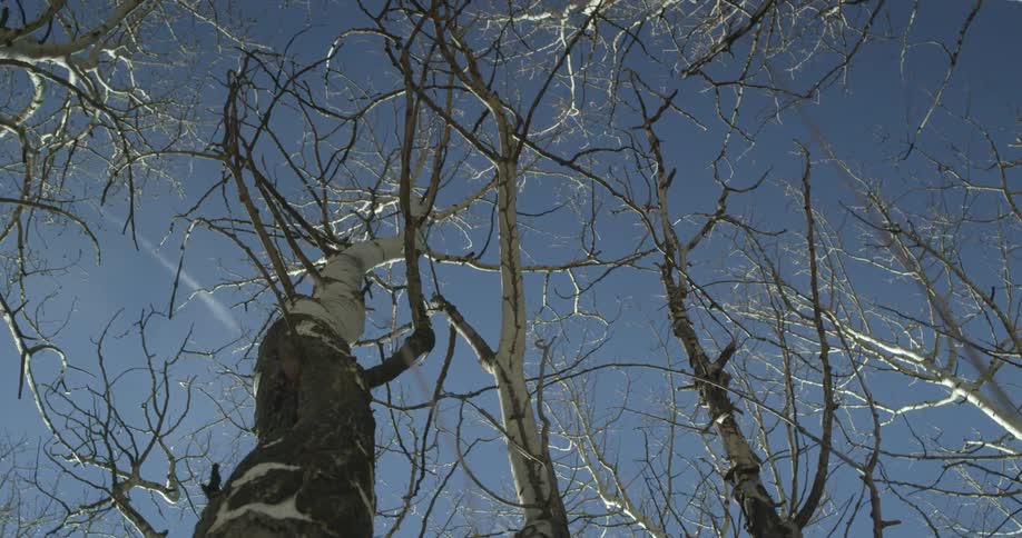 View from below of tall barren trees on a sunny day