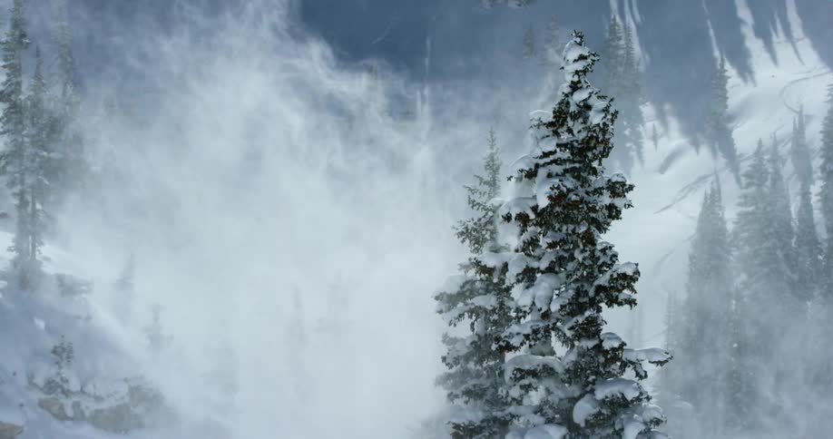 Snow is blowing off of a pine tree