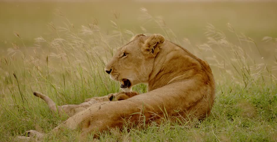 A lion and her cub are laying in the grass