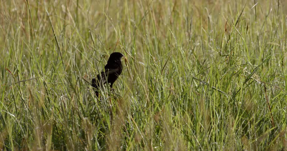 Jackson's widowbird on a grass stalk looking around during the day