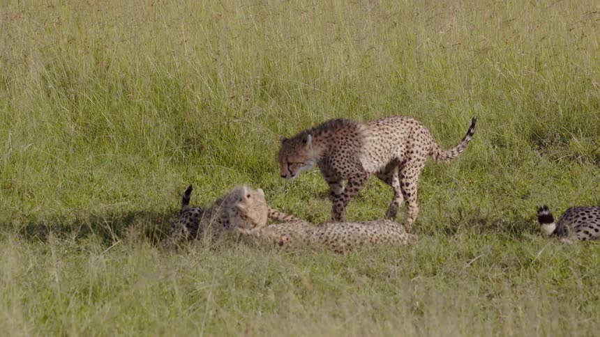 A group of cheetahs are playing with each other under a tree