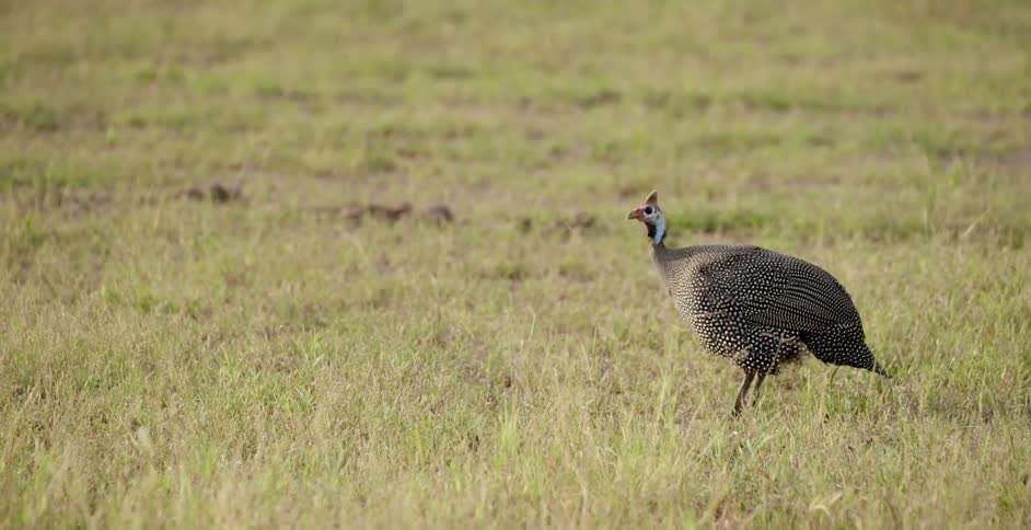 Guinea fowl walks through grass