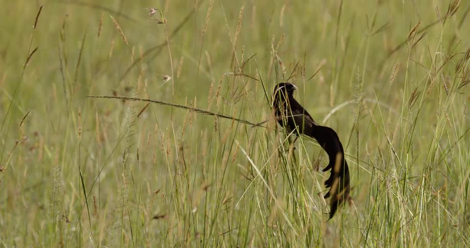 Jackson's widowbird perches on a grass stalk looking around during the day