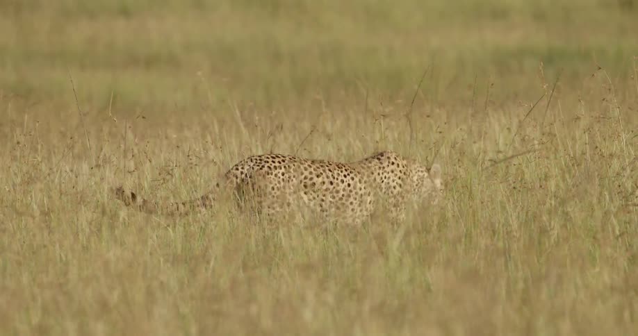 A cheetah is walking through some tall grass