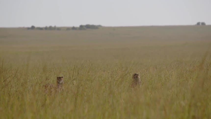 Cheetahs walk in a grassy field