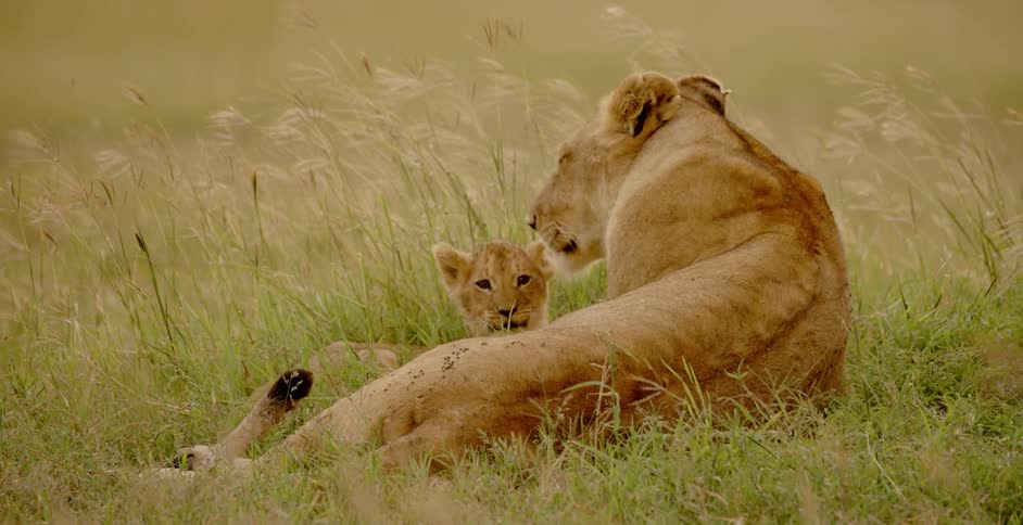 A lion licks its cub laying in a field
