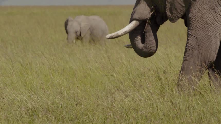Elephants graze in a grassy field