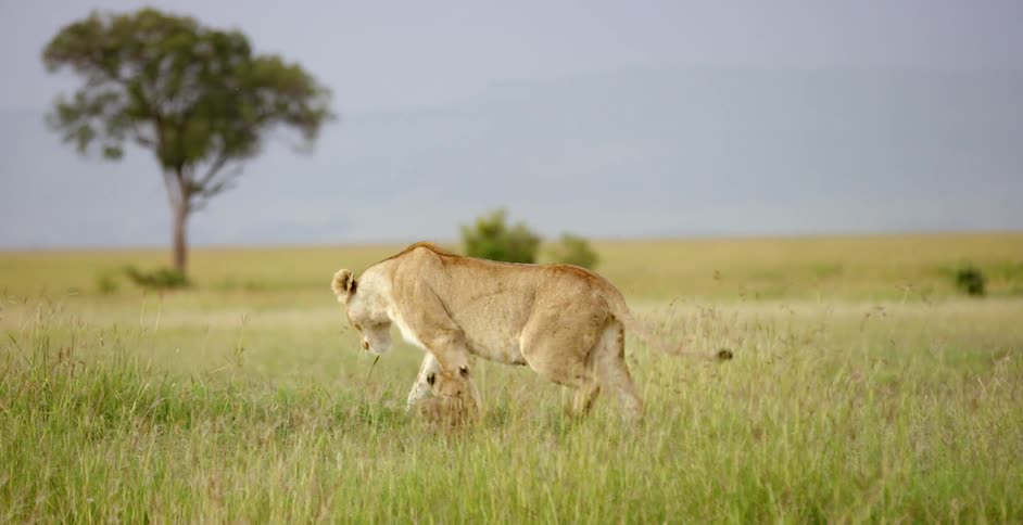 A lion walks over to her cubs and lays down