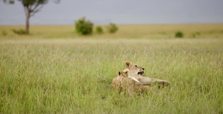 A cub lion plays with its mother in a field