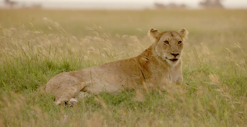 A lion is laying in the grass