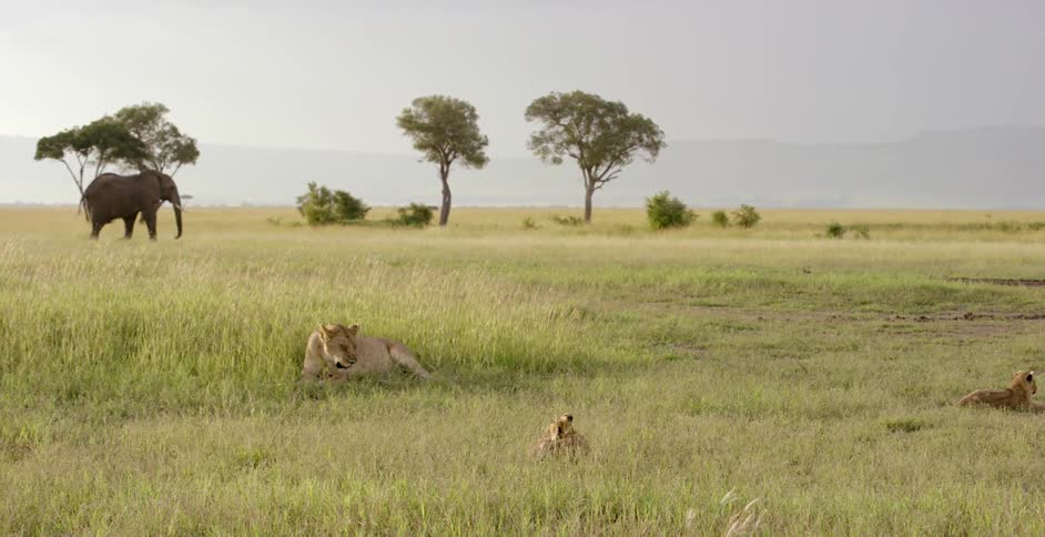 An elephant walks buy some resting lions