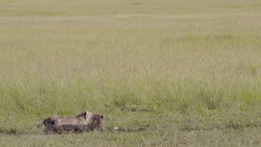 Cheetahs lounge in the grass during the day