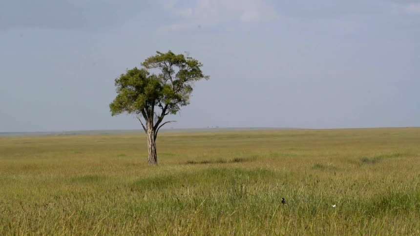 A lone tree sits in a field