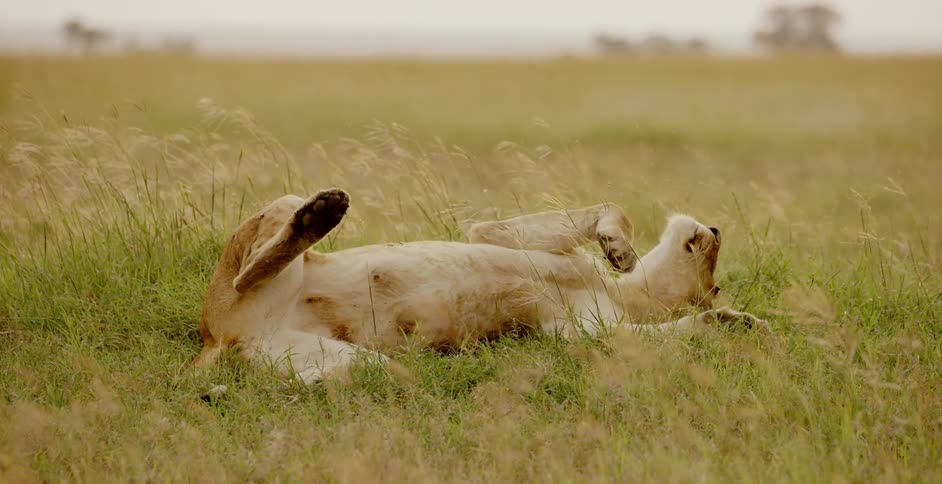 A lion rolls over on its back in the grass during the day