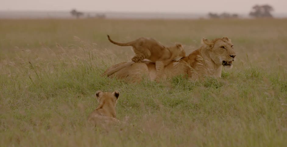 Baby tiger runs and jumps on bigger tiger