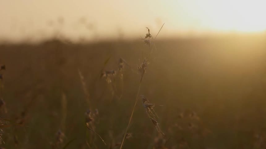 Grass bristles in the breeze at dusk