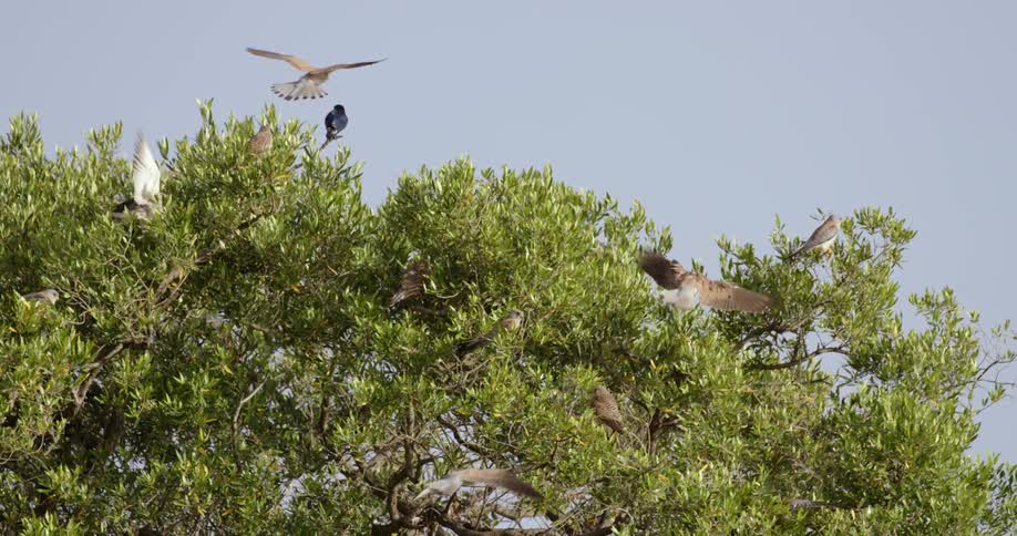 Birds fly around and land in a tree during the day
