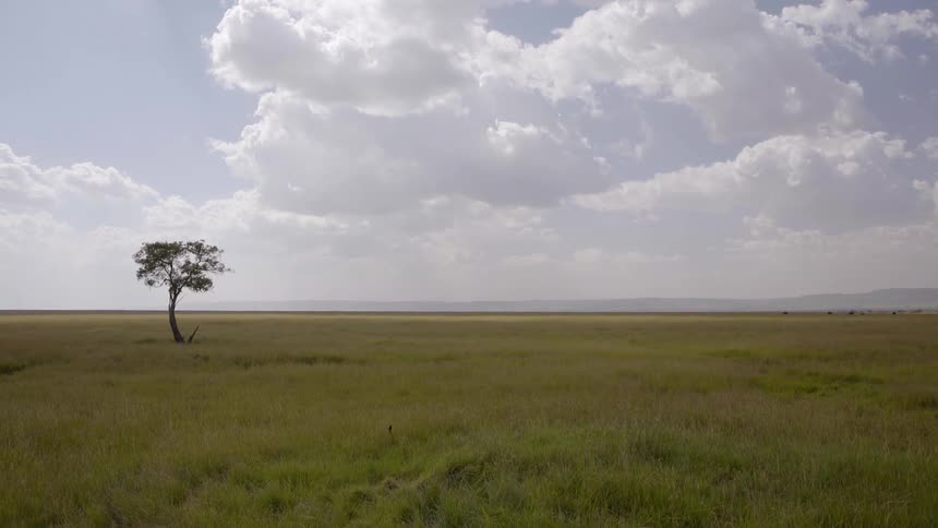 Jackson's Widow bird rests on a grass stalk beneath a cloudy sky