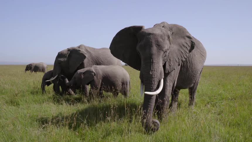 A herd of elephants walk and graze on a sunny day