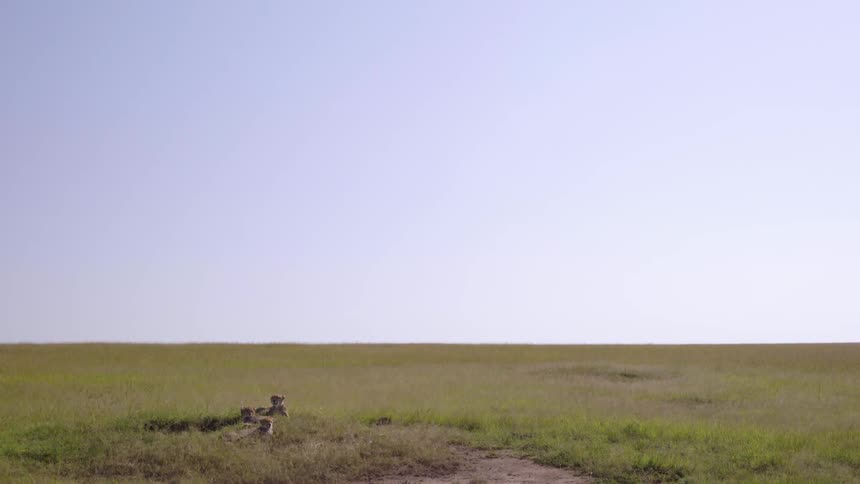 The field is barren besides some cheetahs laying down on grass