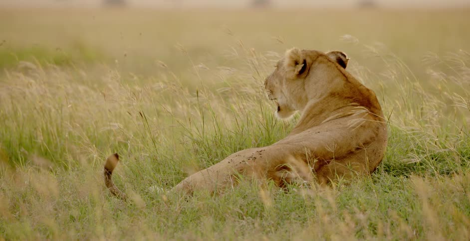 A lion is resting in the grass during the day