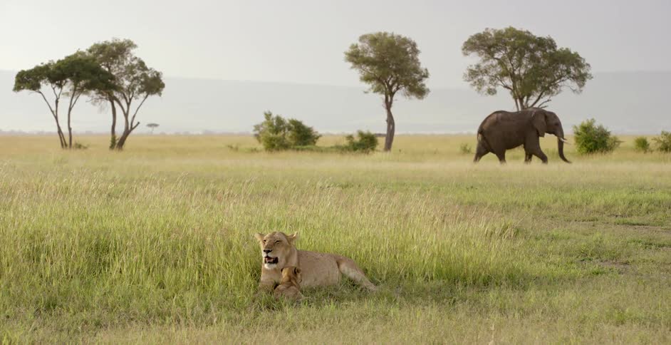 Elephant walks near lions on savanna
