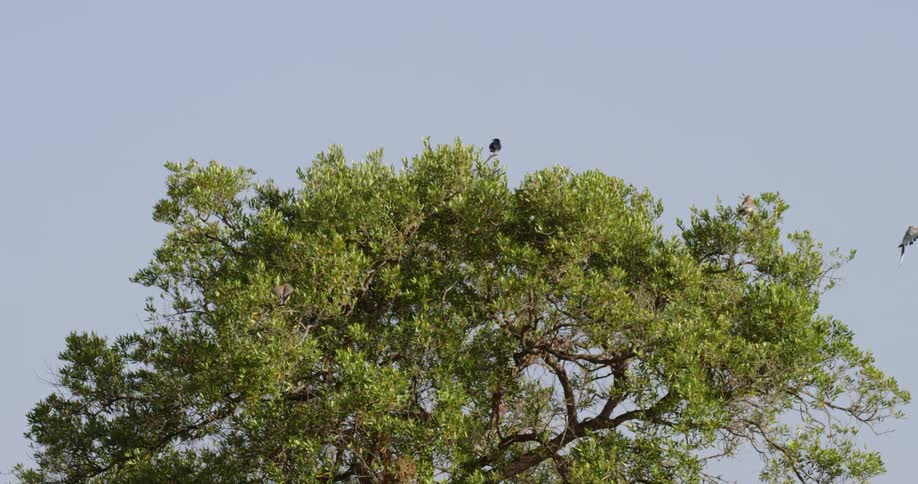 Birds fly around and land in a tree during the day