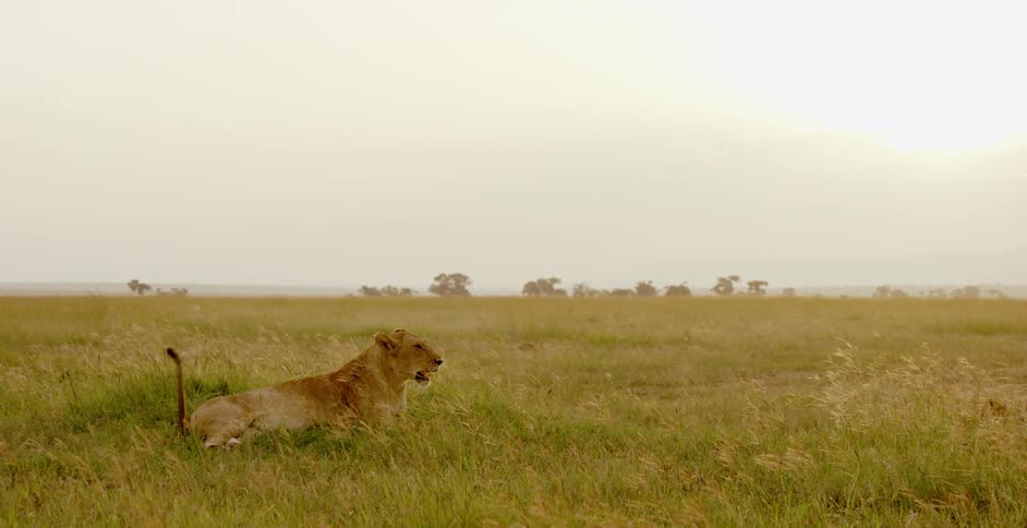 A lion is laying in the dirt
