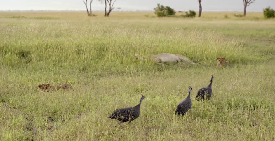 Guinea fowl walk together in the grass on a sunny day