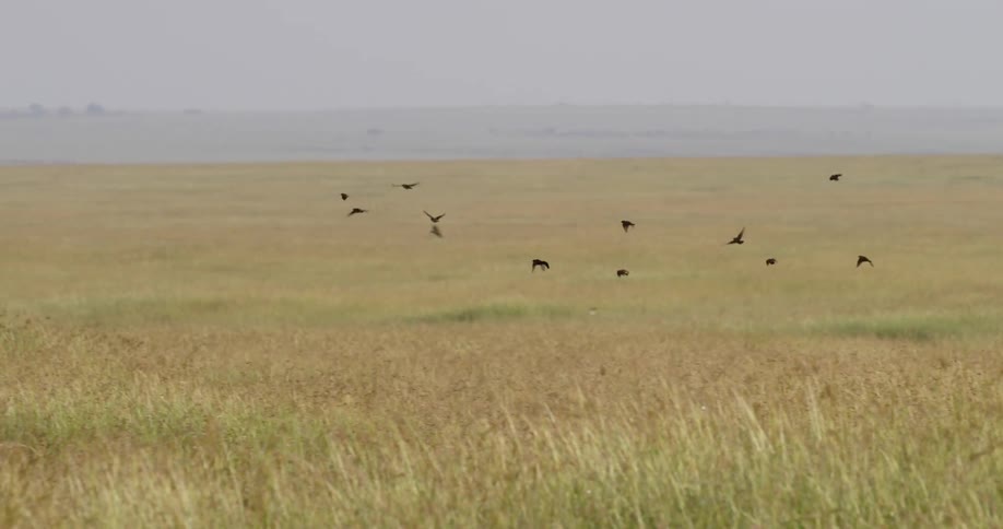 Birds fly over a rural field