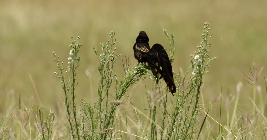 Jackson's Widow Bird flies off the grass