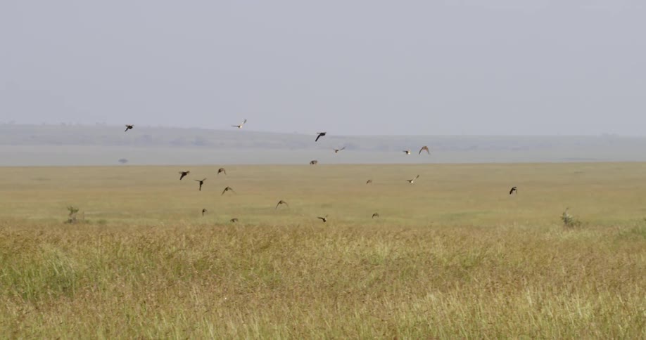 Birds fly over a grassy field on a sunny day