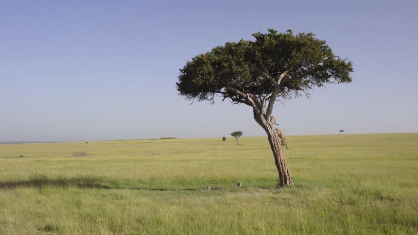 A couple of lion cubs are climbing a tree in the plains