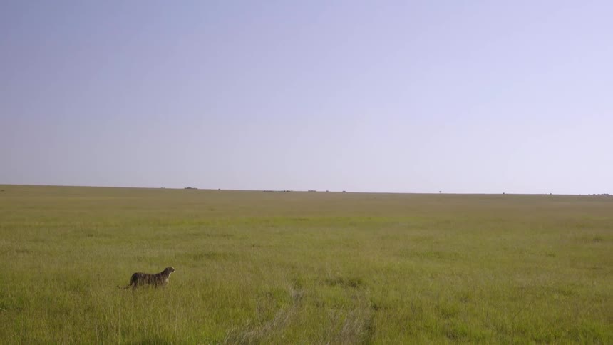 Cheetah walks through a grassy field under a blue sky