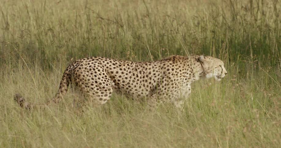 A cheetah slowly walks through the tall grass on a sunny day