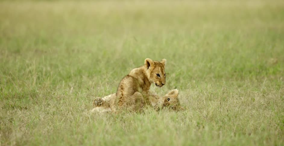 Two lion cubs play around in the grass having fun